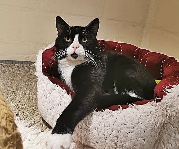 Vermisst denn niemand diesen Kater?