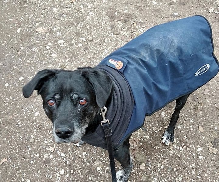 Dringend Gnadenplatz für Hundeopi Oli gesucht