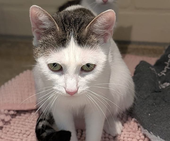 Foto von liebevolle Katzenmama Olivia