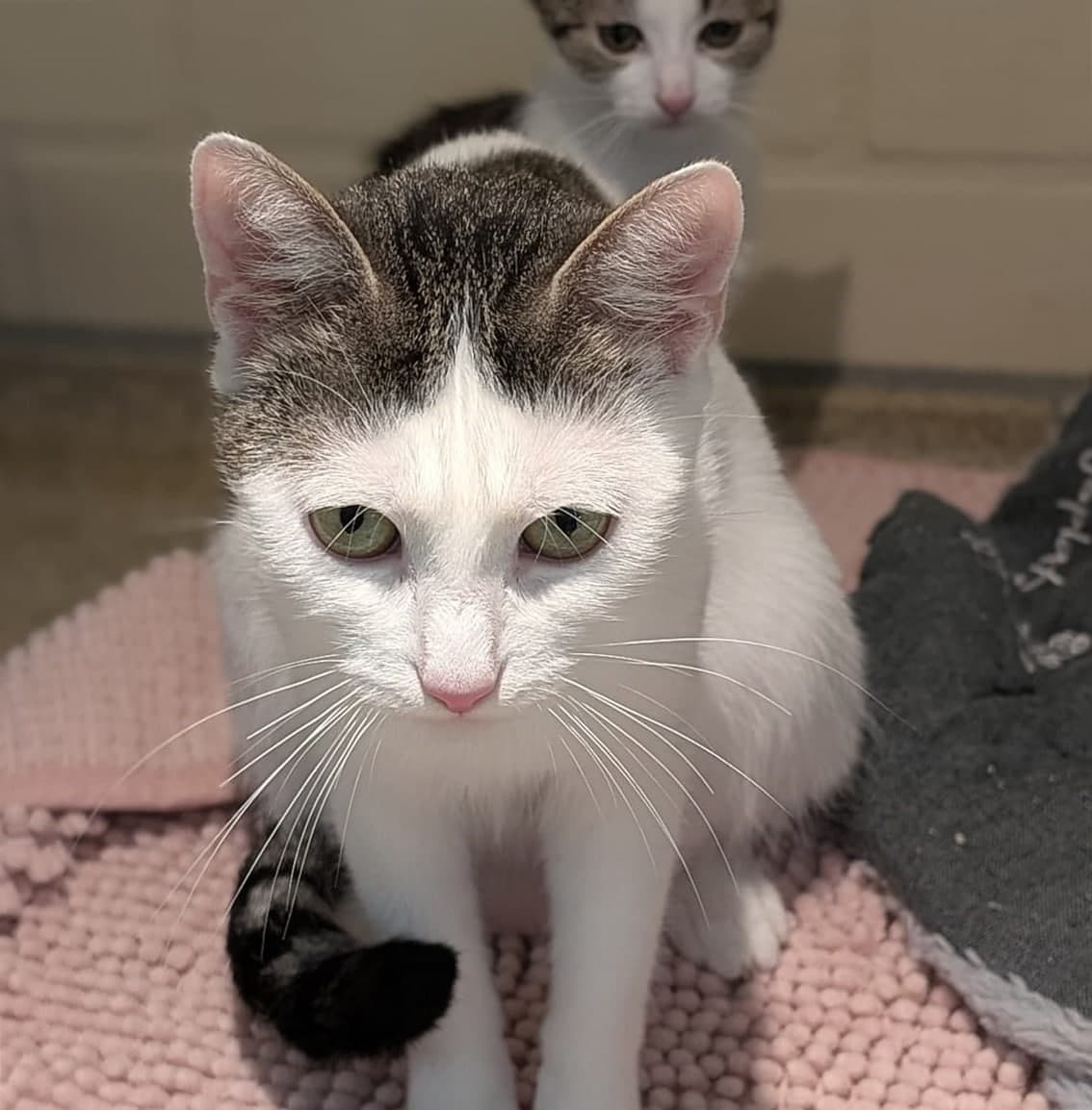 Foto von liebevolle Katzenmama Olivia
