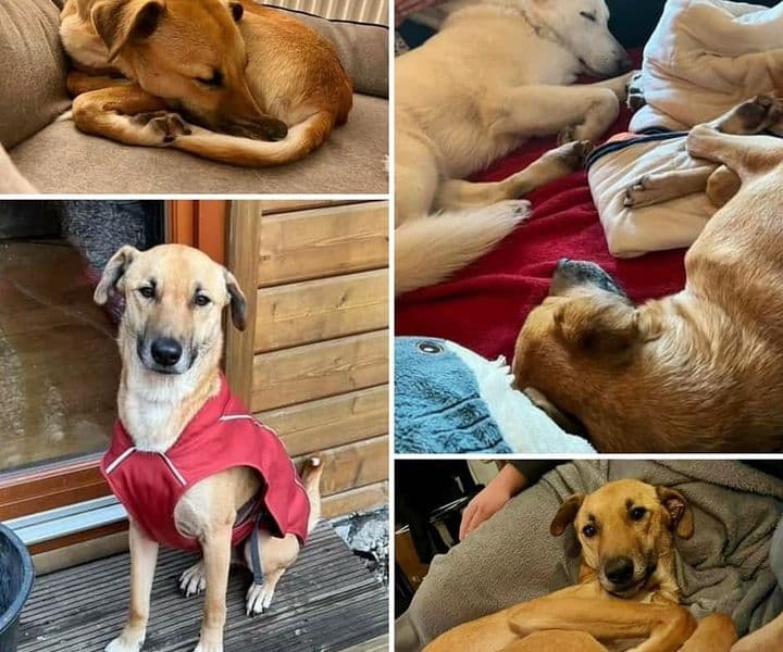 Oskar, unser ehemaliger Schützling, lässt grüßen