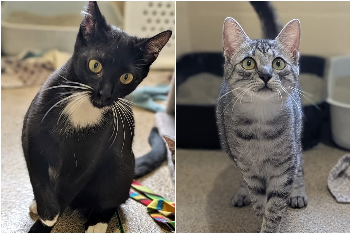 Foto von Patty und Piper sind Schwestern und ein eingespieltes Team (mit Video)