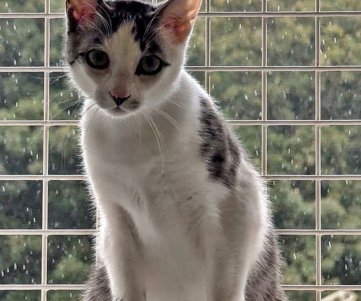 Foto von der junge Peanut hat noch Angst vor Menschen