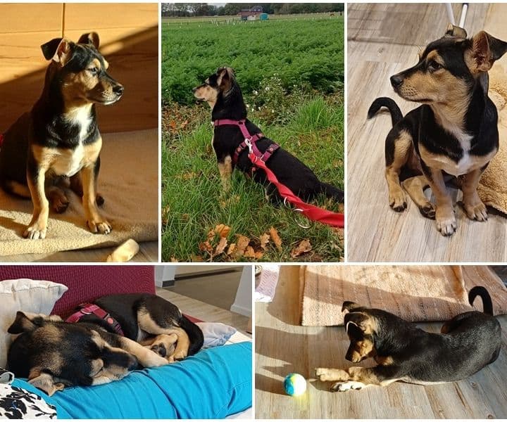 Pebbles berichtet aus seinem neuen Zuhause