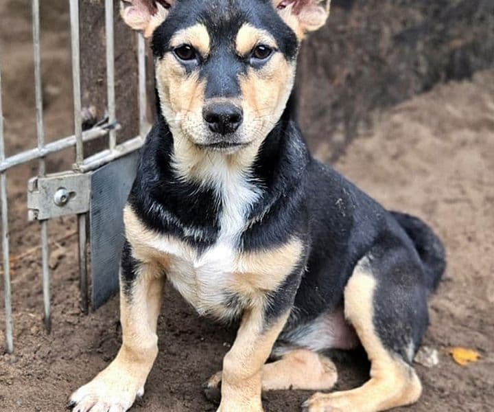 Foto von die kleine Pebbles ist noch schüchtern