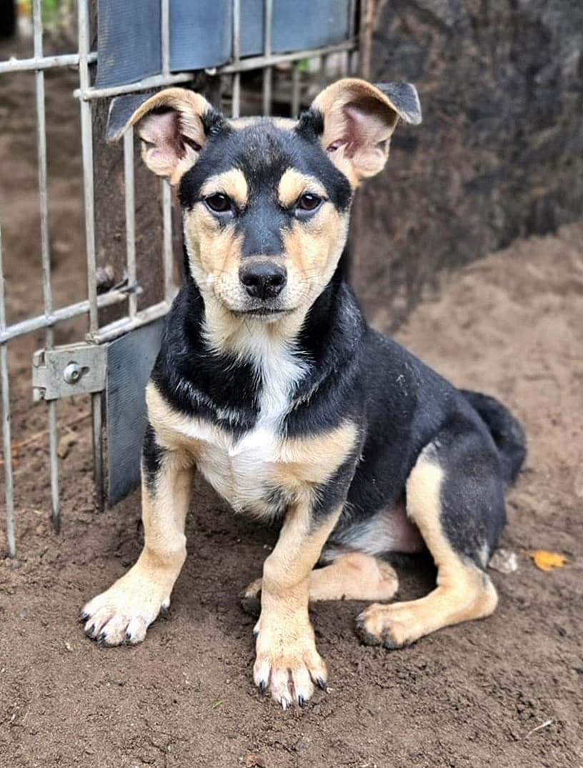 Foto von die kleine Pebbles ist noch schüchtern