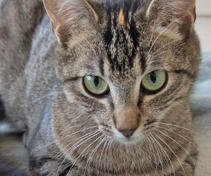 Foto von junges Tigermädchen Penny