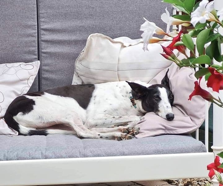 Pepper hat jetzt sein eigenes Rudel