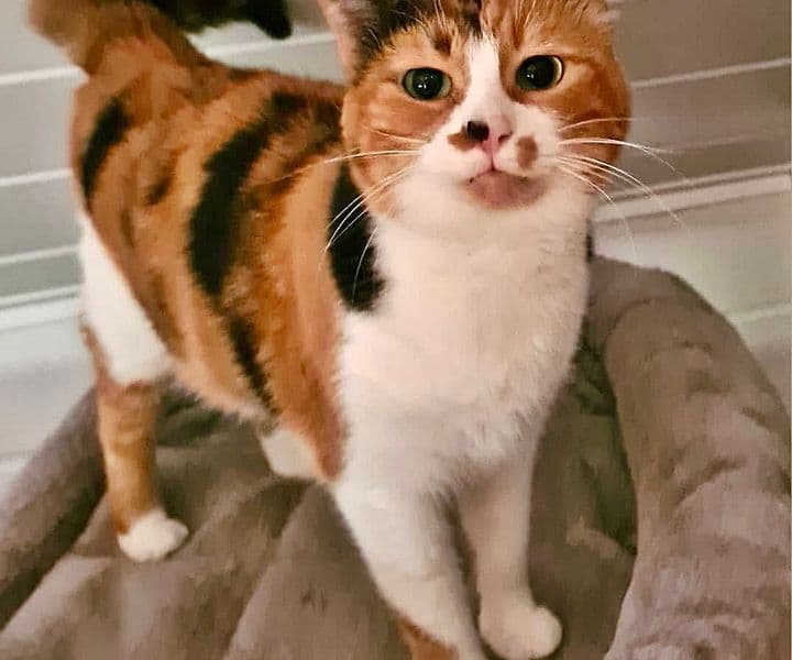 Foto von Pixie - kess, liebenswert-unkonventionell, verschmust