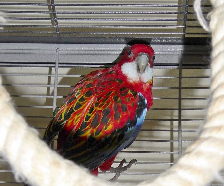 Foto von einsamer Prachtrosella