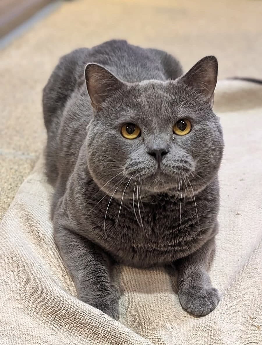 Foto von stattlicher Pumba