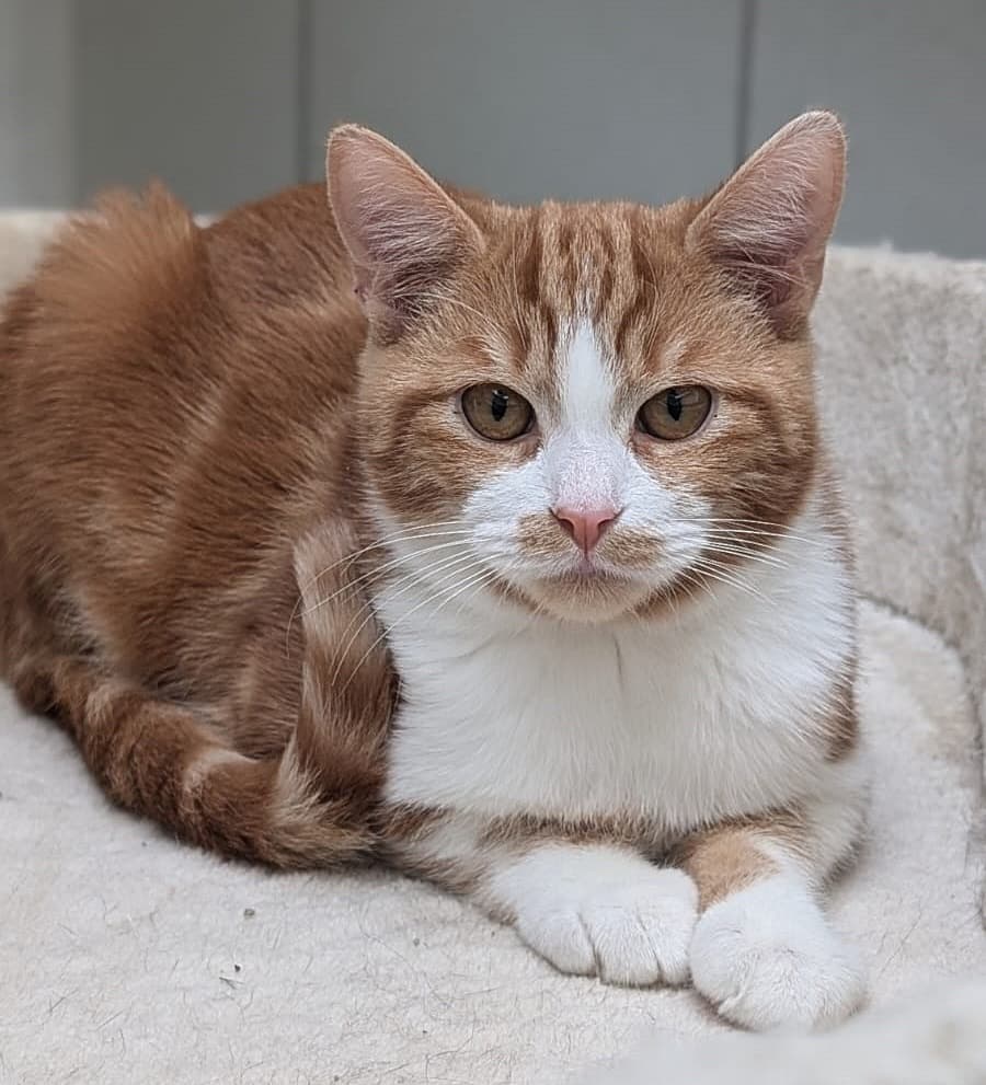 Foto von vorsichtiger Pumuckl