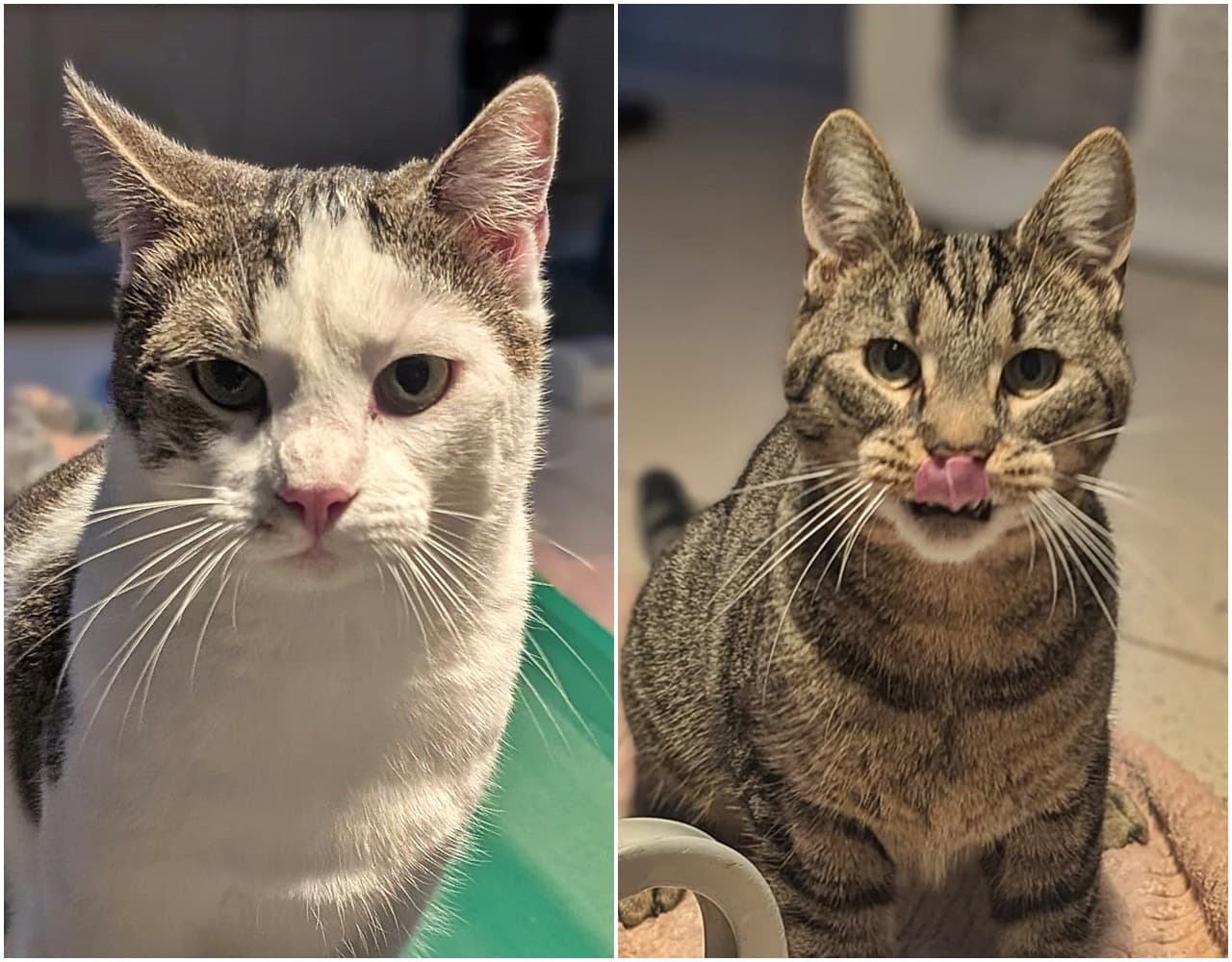 Foto von Raffaela und Rembrandt sind ein Team