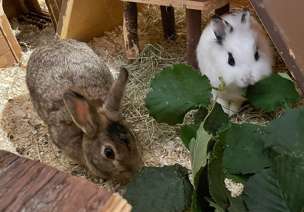 Foto von Ramona und / oder Olivia