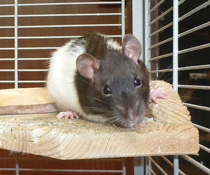 Unser kleiner Rattenjunge ist einsam