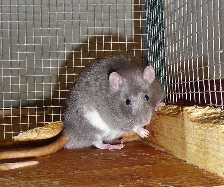 Foto von Max und Moritz