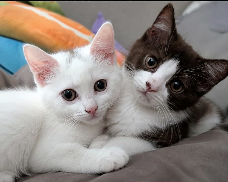Foto von River & Milka suchen gemeinsam ihr Für-immer-Zuhause