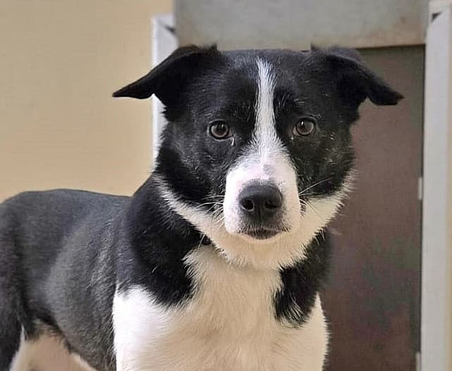 Foto von schöne Angsthündin Sally (mit Video)
