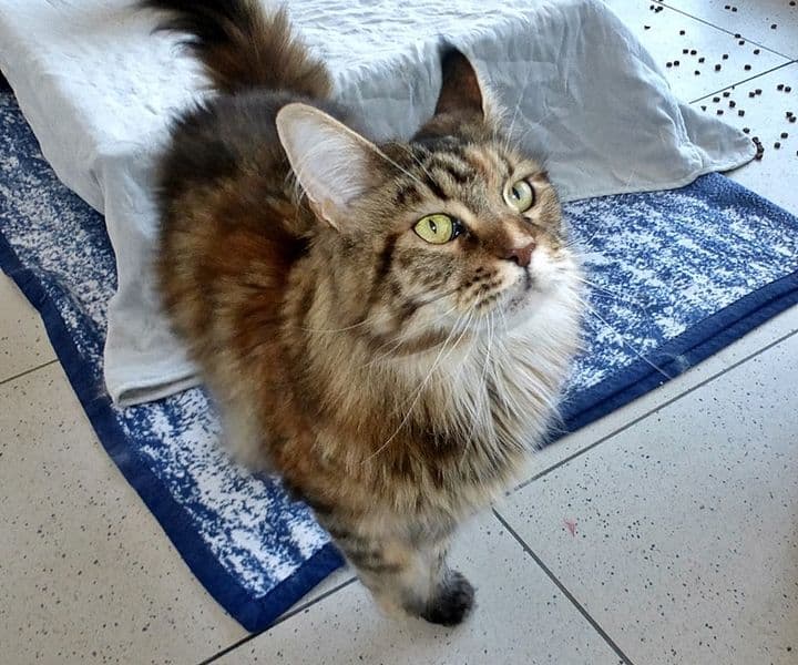 Ein Weihnachtsgeschenk für Selma