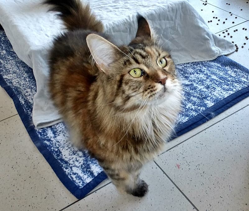 Ein Weihnachtsgeschenk für Selma
