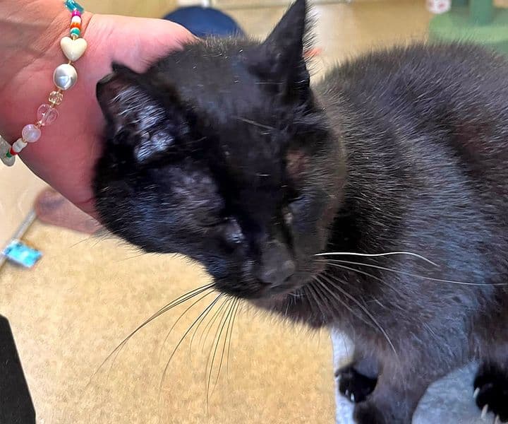 Foto von verschmuster Katzenopi Shinji (mit Video)