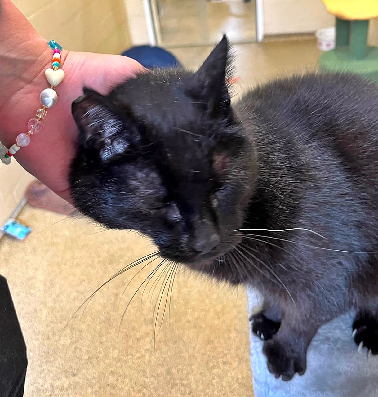 Foto von verschmuster Katzenopi Shinji (mit Video)