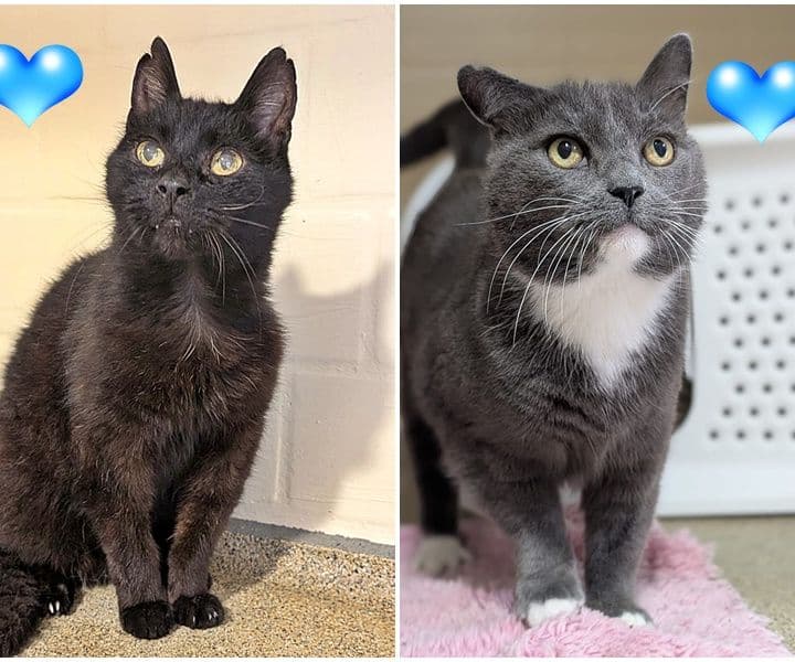 Wer hat ein Herz für unsere Katzenopis?