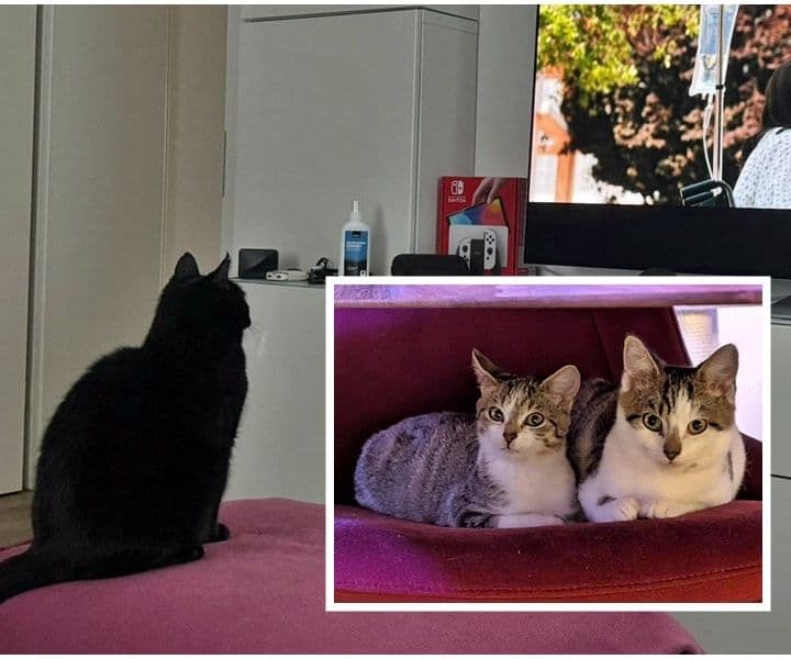 Neues vom alten Shinji und von Forrest und Terriyaki