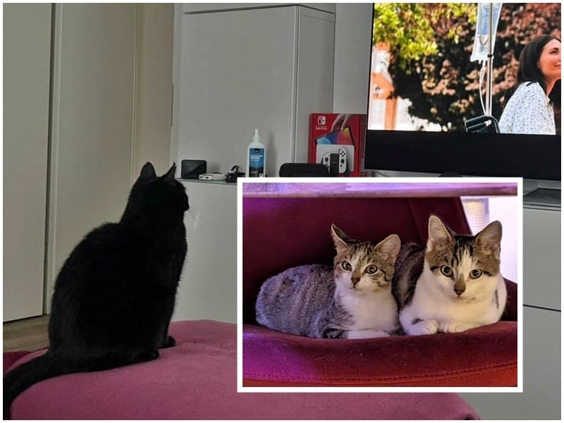 Neues vom alten Shinji und von Forrest und Terriyaki