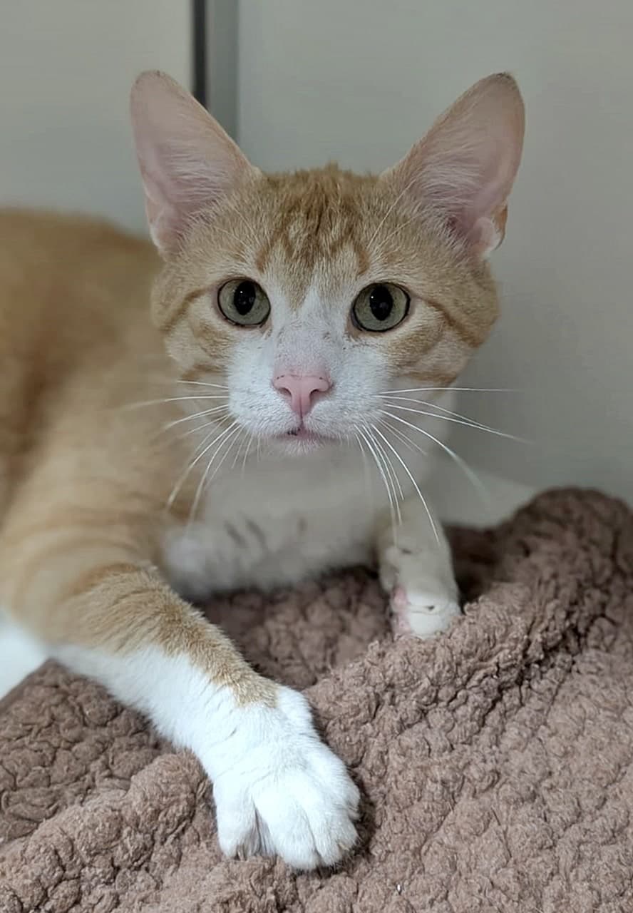 Foto von verschmuster Rottiger Simba (wurde FIV-positiv getestet)