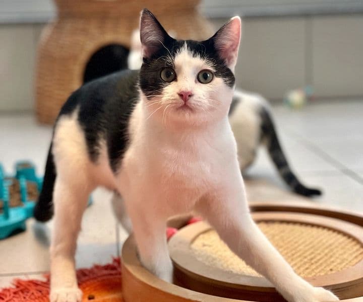 Foto von Snickers