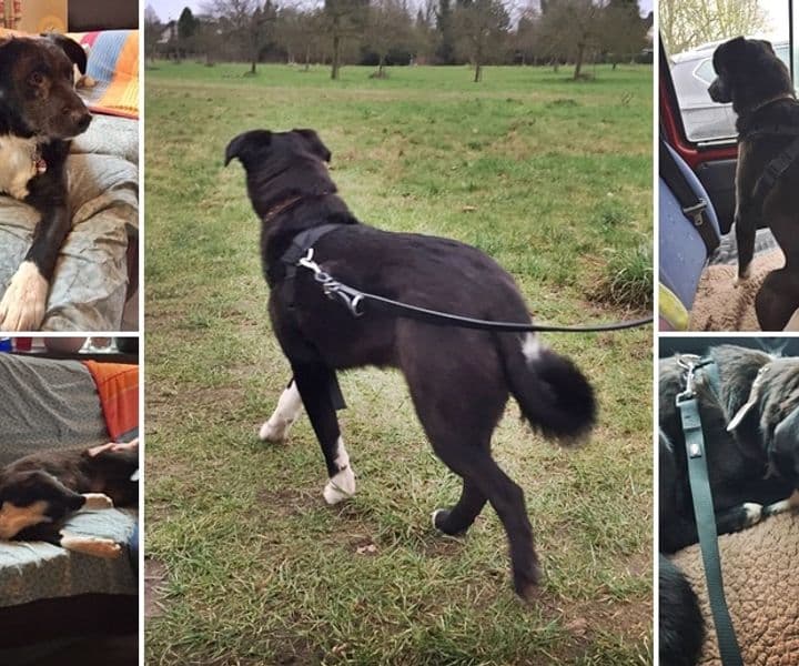 Unsere Junghunde Socke und Momo sind angekommen