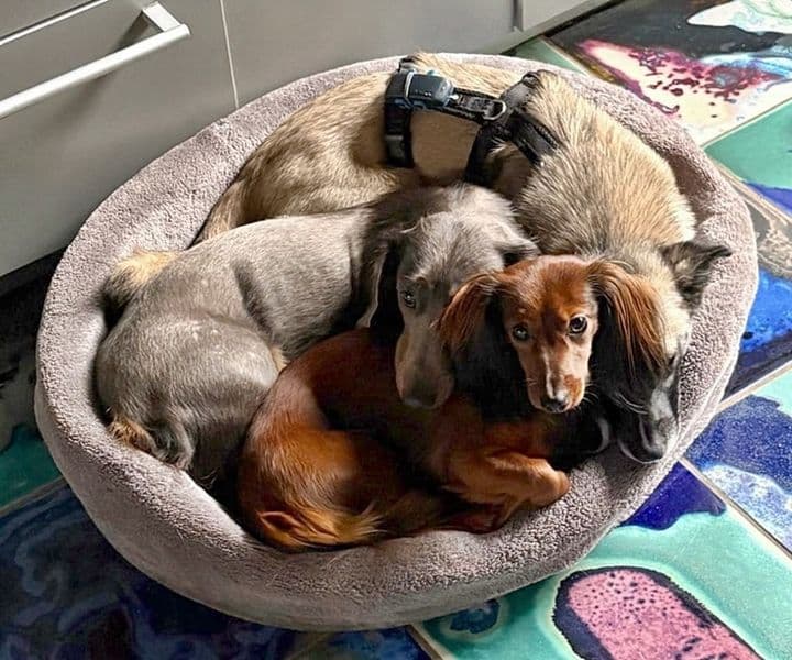 Suki, Thalia und Lilly - aus der Hölle ins Paradies
