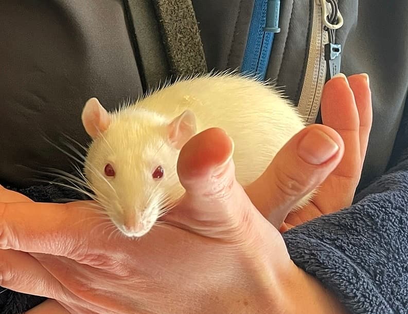 Foto von Rattenmädchen Sunny hatte Glück im Unglück
