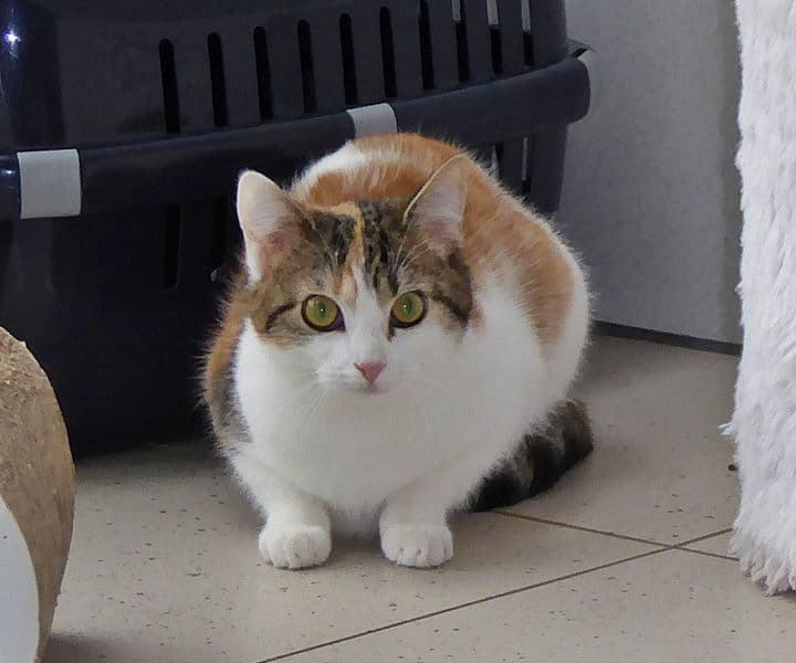 Foto von Susie, die kleine Angsthäsin