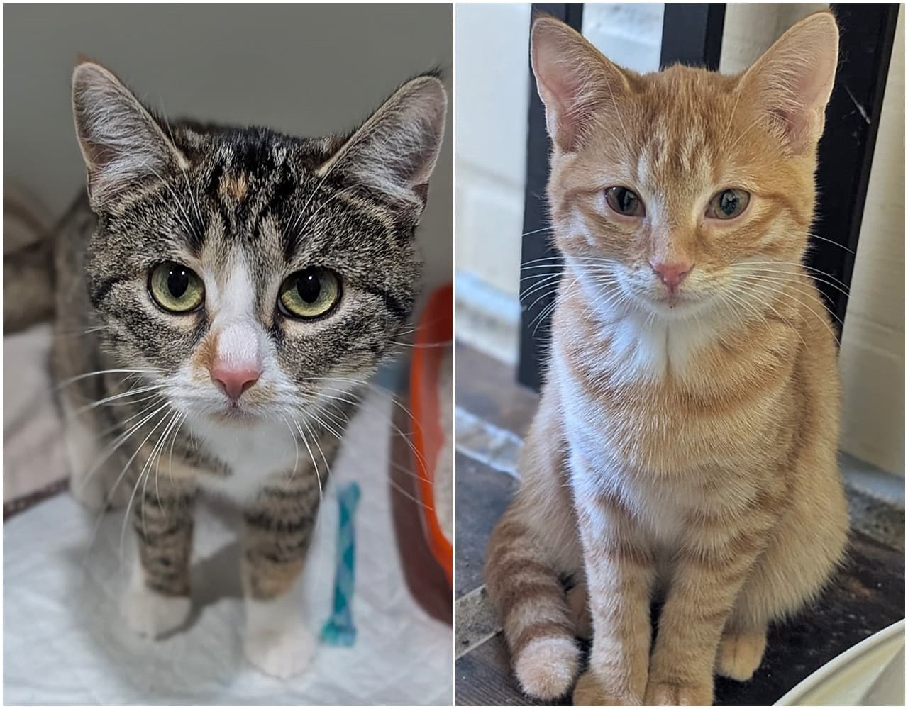 Foto von Tabby und Ginger sind Freundinnen