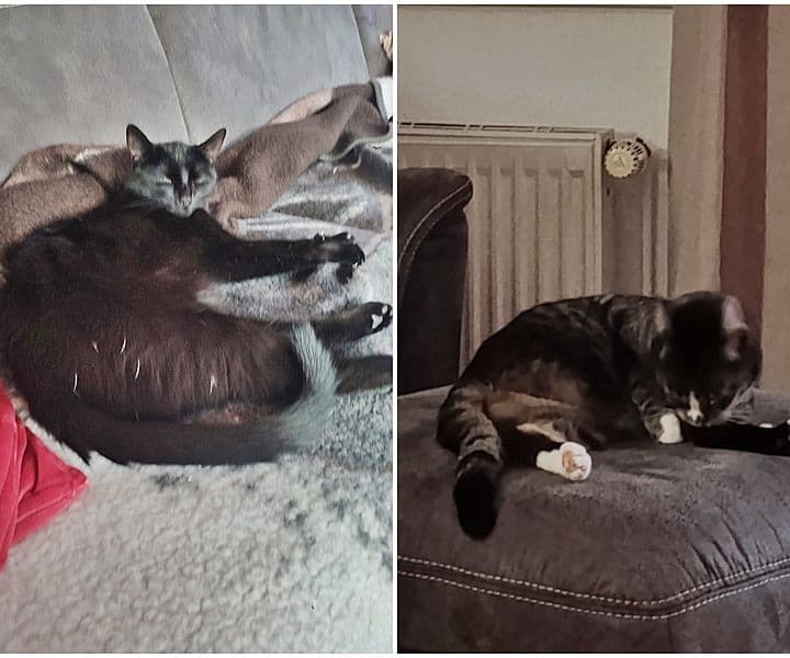 Grüße von Ted und Bailey (jetzt Emmi)