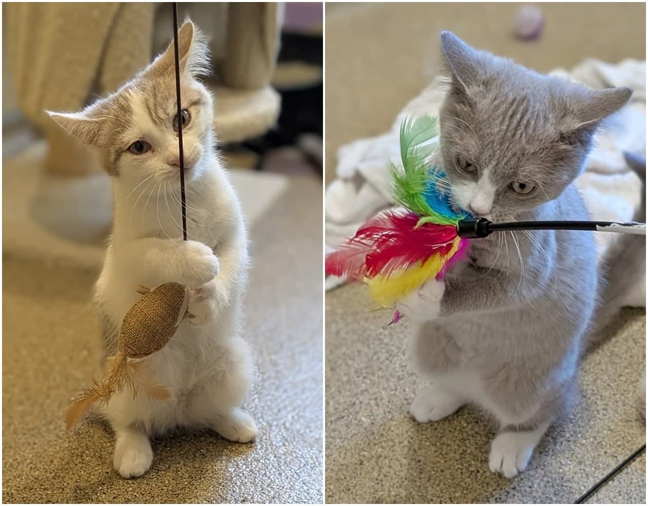 Foto von verspielte süße Schwestern Tessa und Peach