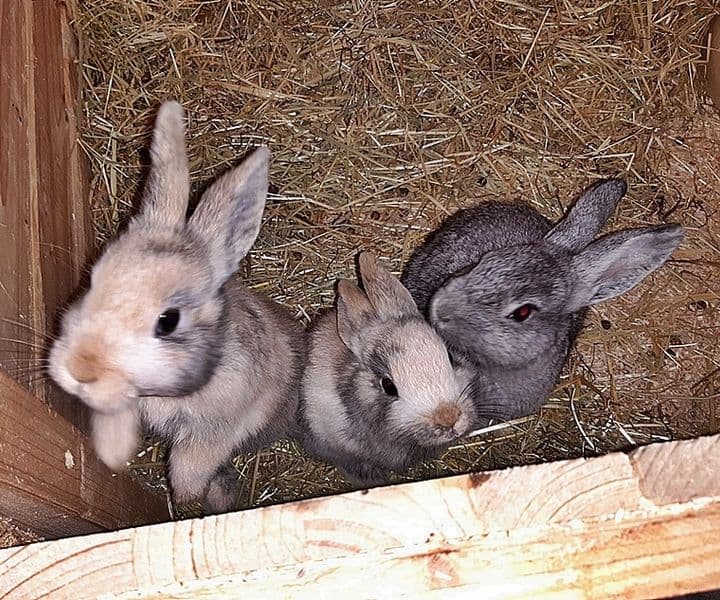 Ein Trio darf gemeinsam umziehen :-)