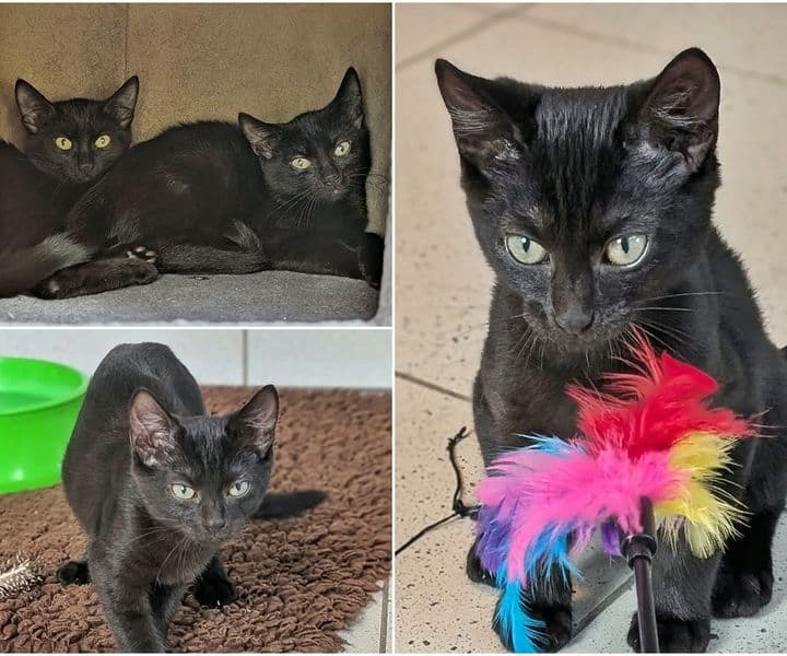 Foto von Tick, Trick und Track sind ein tolles Trio
