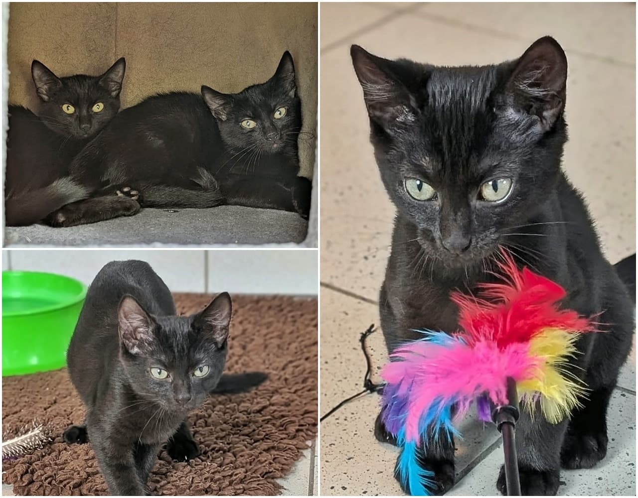 Foto von Tick, Trick und Track sind ein tolles Trio