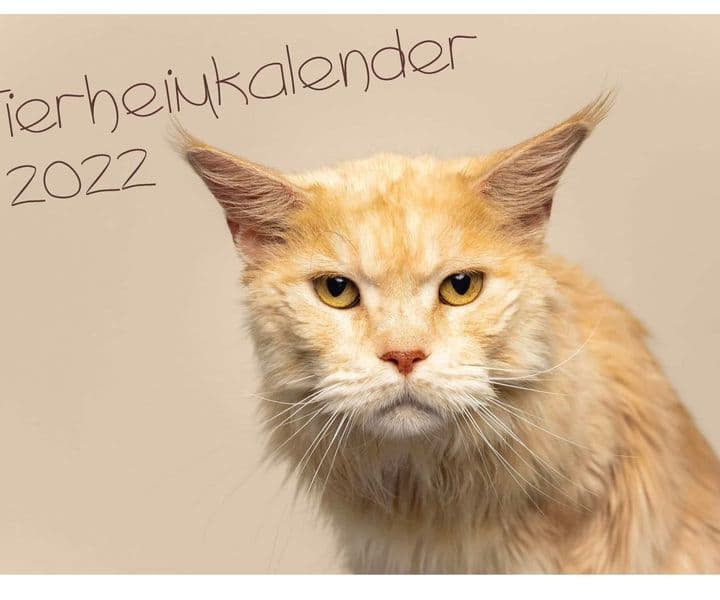 Der neue Tierheimkalender 2022 ist erhältlich