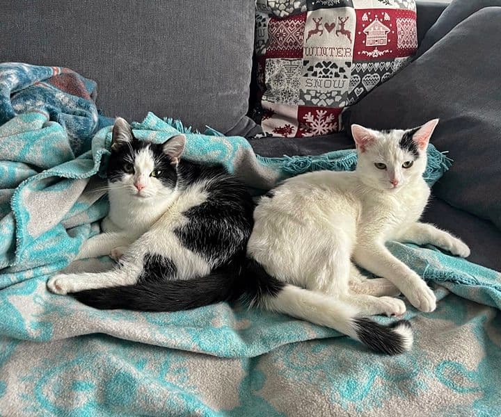 Tilly und Lilly sowie Tonja und Rasputin sind gut angekommen