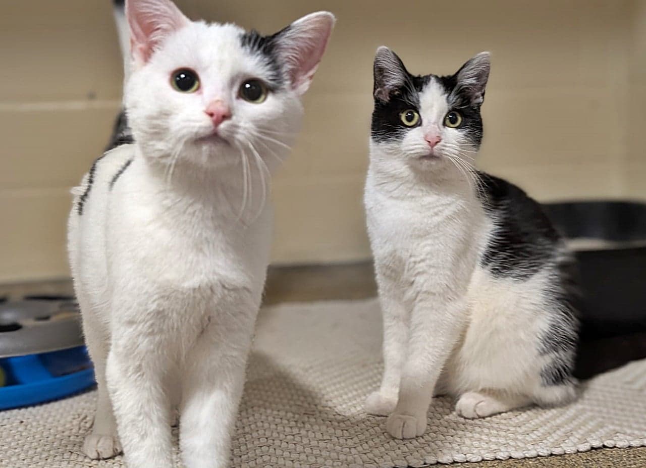 Foto von Tilly und Lilly, unser vorwitziges Pärchen