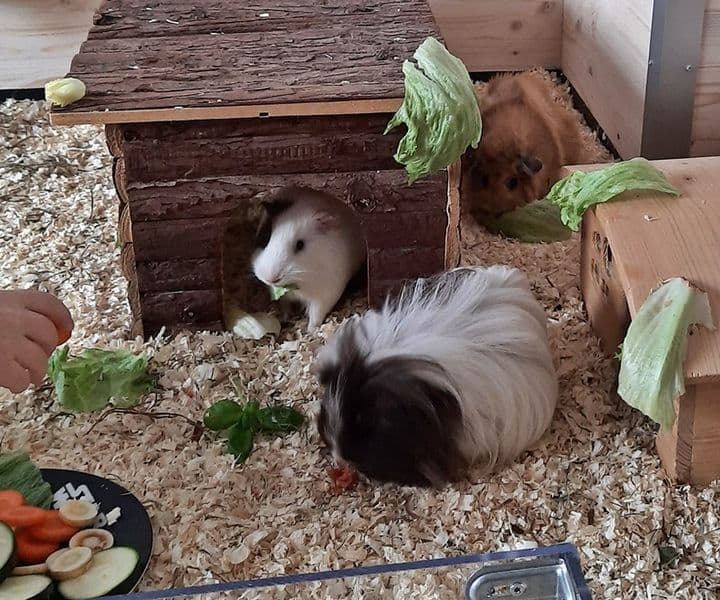 Toni und Polly genießen ihr Leben