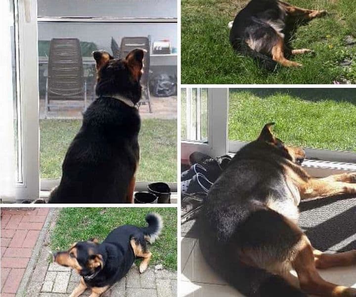 Trampi im Glück