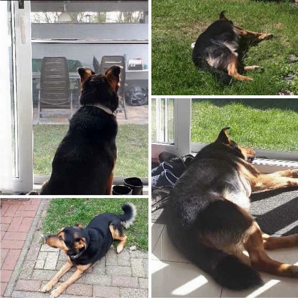 Trampi im Glück