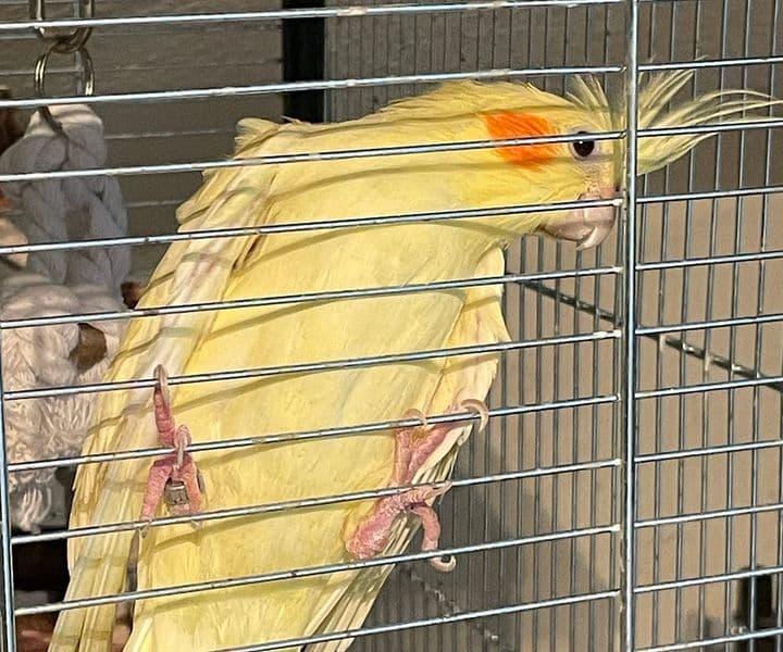Foto von Twinky, unser flügellahmer Nymphensittich