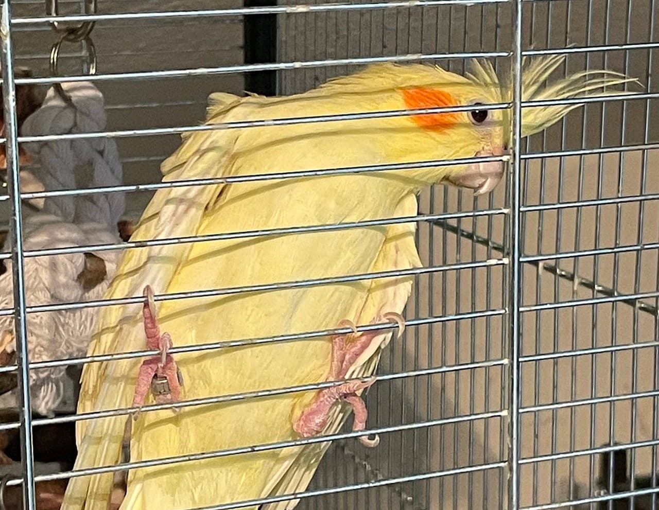 Foto von Twinky, unser flügellahmer Nymphensittich