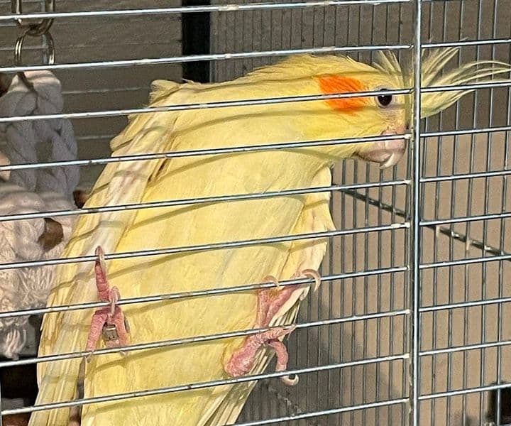 Wer hat ein Herz für einen armen schönen Vogel?